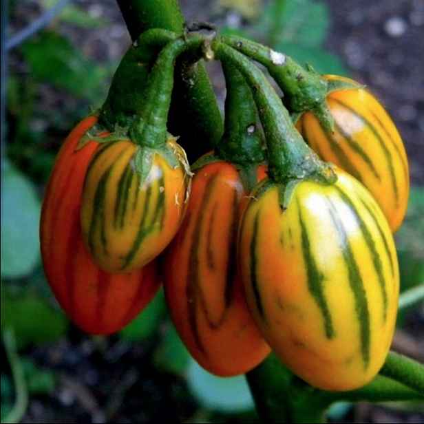 Culina Botanica Lilek Pruhovaný z Toga