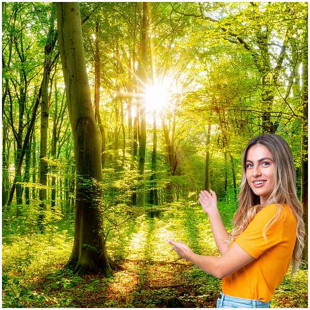 Fototapeta 3D Obývací Pokoj Ložnice Les Stromy Slunce 294x260 P03F