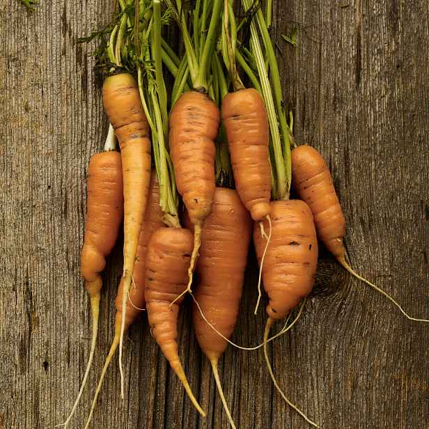 Culina Botanica Mrkev první oranžová Early Horn