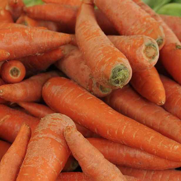 Culina Botanica Mrkev Stupická k rychlení