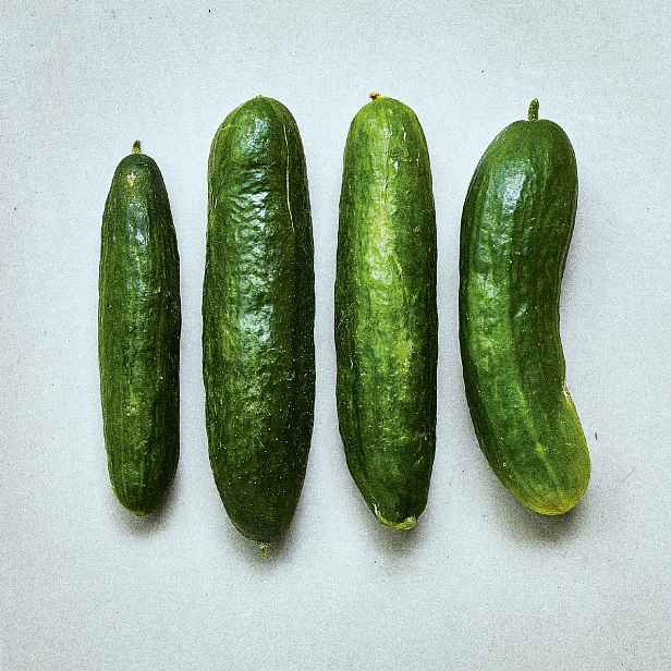 Culina Botanica Okurka salátová Beit Alpha