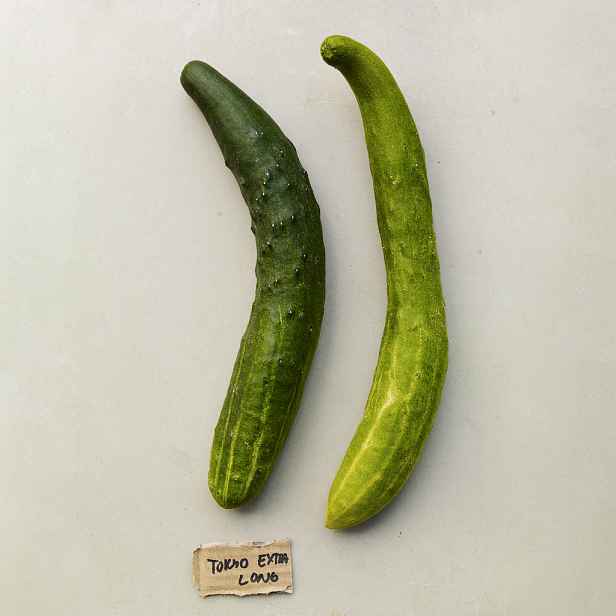 Culina Botanica Okurka salátová Tokiwa – Tokyo Green