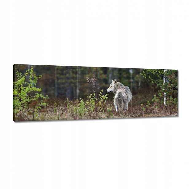 Obrazy 120x40 Vlk a vlk Wolf