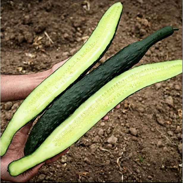 Culina Botanica Okurka hadovka dlouhá čínská