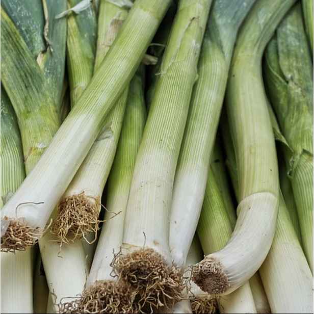 Culina Botanica Pór Starozagorski kamuš