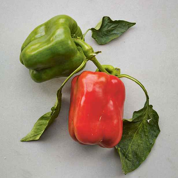 Culina Botanica Paprika California Wonder