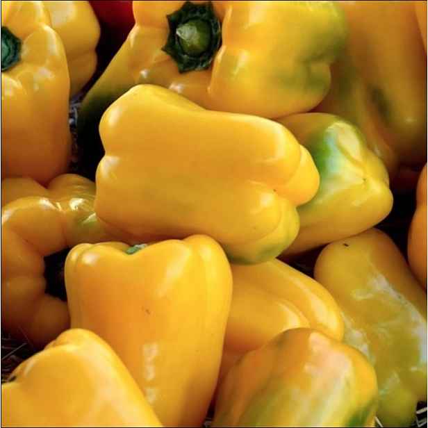 Culina Botanica Paprika Quadrato d'Asti Giallo