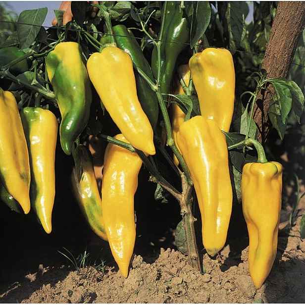 Culina Botanica Paprika Corno Di Toro Giallo