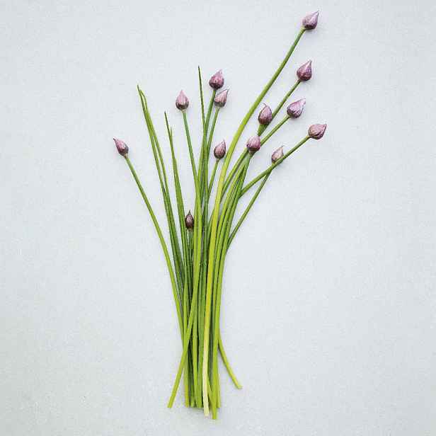 Culina Botanica Pažitka pražská