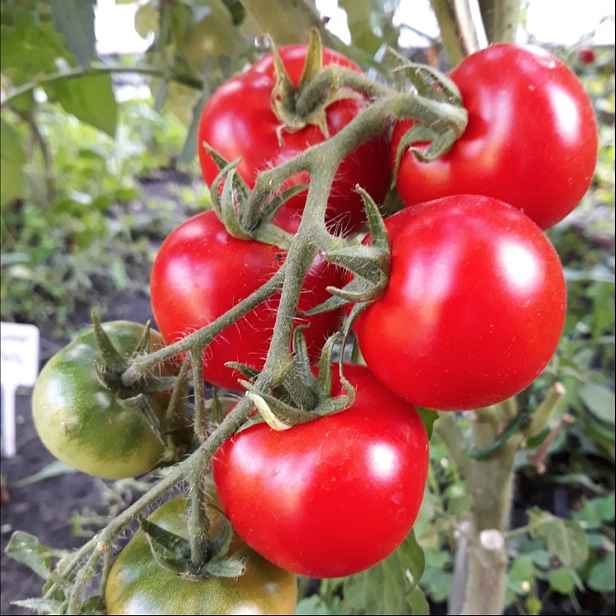 Culina Botanica Rajče Kremser Perle BIO