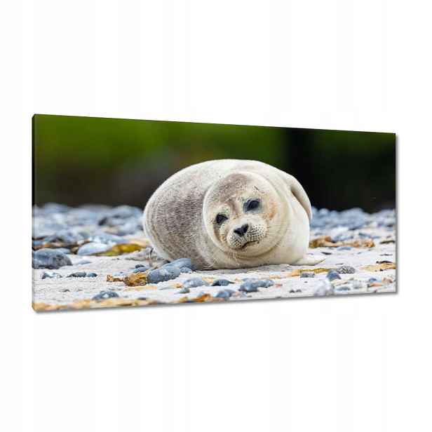Obrazy 115x55 Zvířata Zvířátka