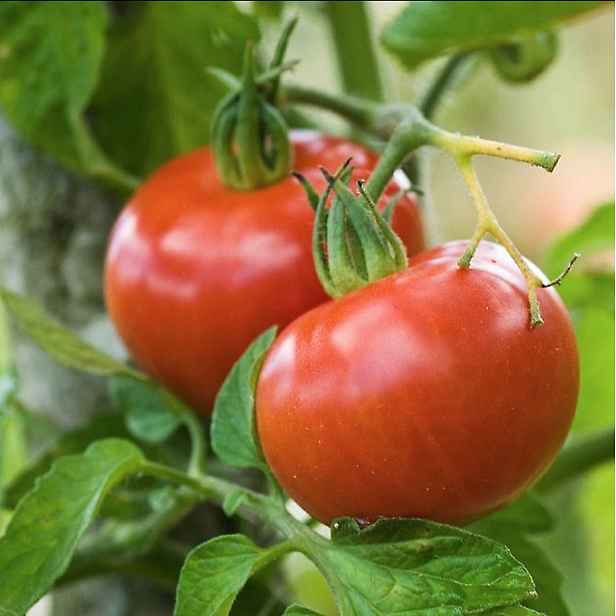 Culina Botanica Rajčata Berner Rose BIO