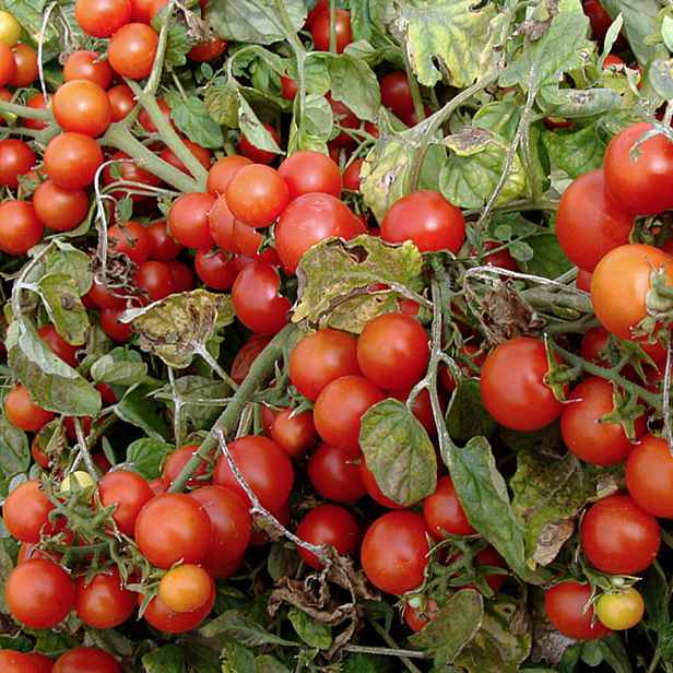 Culina Botanica Rajče keříčkové Bajaja