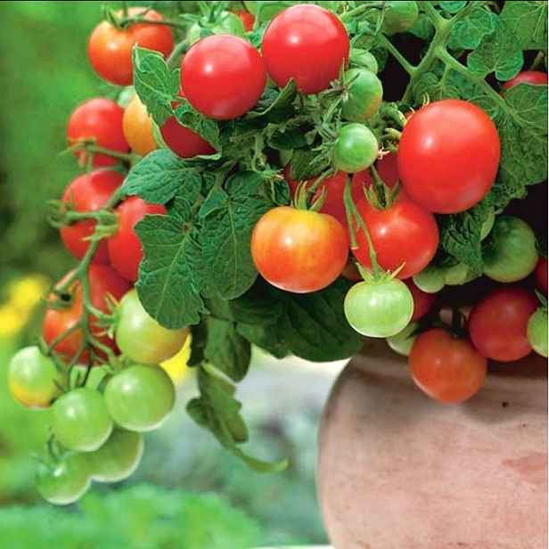 Culina Botanica Rajče balkónové Vilma