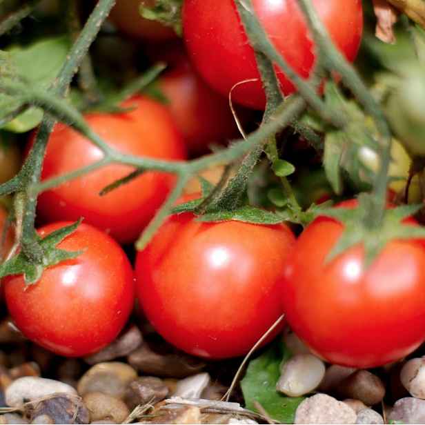 Culina Botanica Rajče Hana