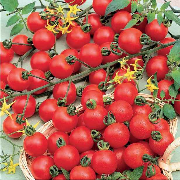 Culina Botanica Rajče koktejlové Spencer