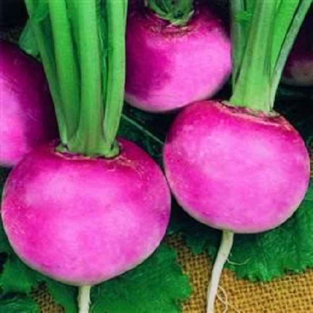 Culina Botanica Ředkvička Růžová kráska