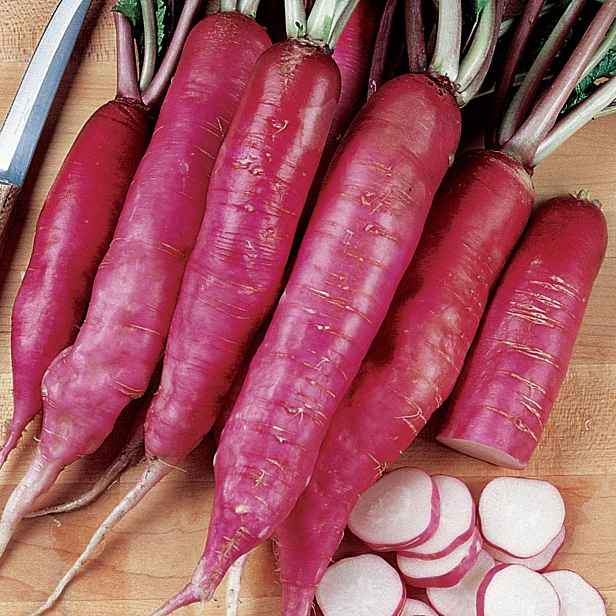 Culina Botanica Ředkvička červená dlouhokořenná Oster Gruss Rosa 2