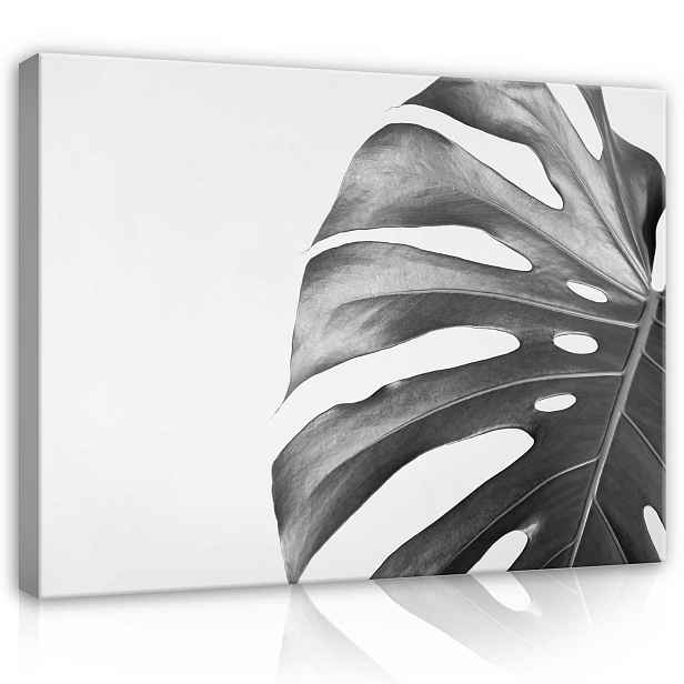 Obraz 100x75 Monstera list botanika příroda minimalismus černá bílá stín forma