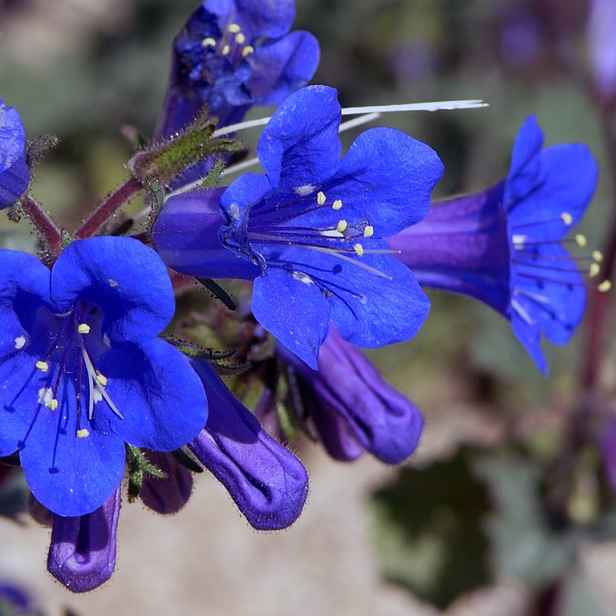 Culina Botanica Svazenka