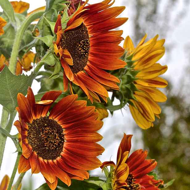 Culina Botanica Slunečnice Autumn Beauty