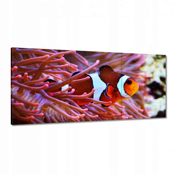Obrazy 210x100 Oranžová rybka Rafa