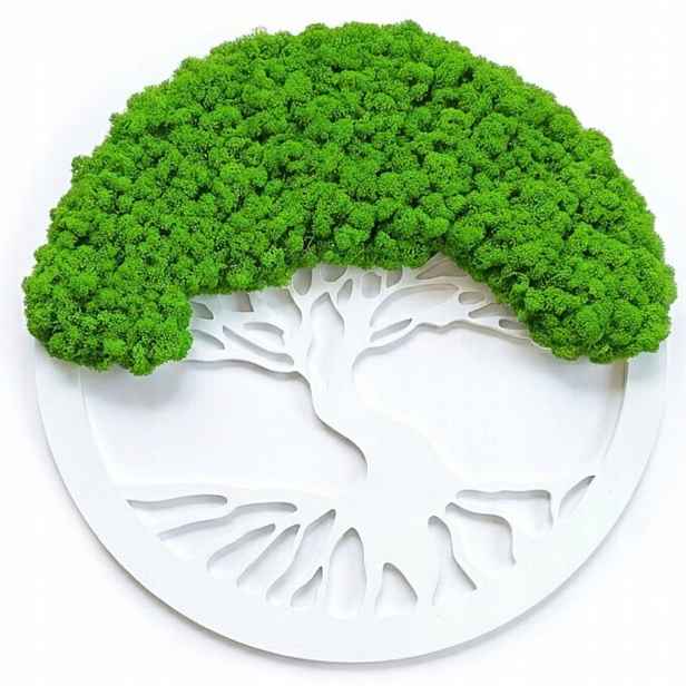 Obraz Z Mechu Chrobotek Živý Stromek Bonsai Na Zeď Ozdoba Dekorace
