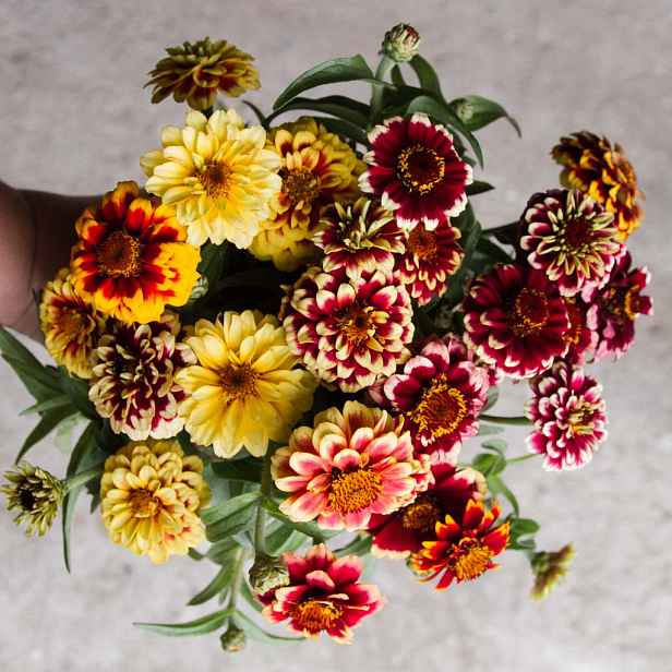 Culina Botanica Ostálka Haageova směs