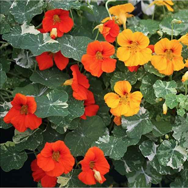 Culina Botanica Lichořeřišnice směs
