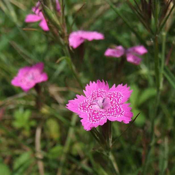 Culina Botanica Hvozdík karafiát