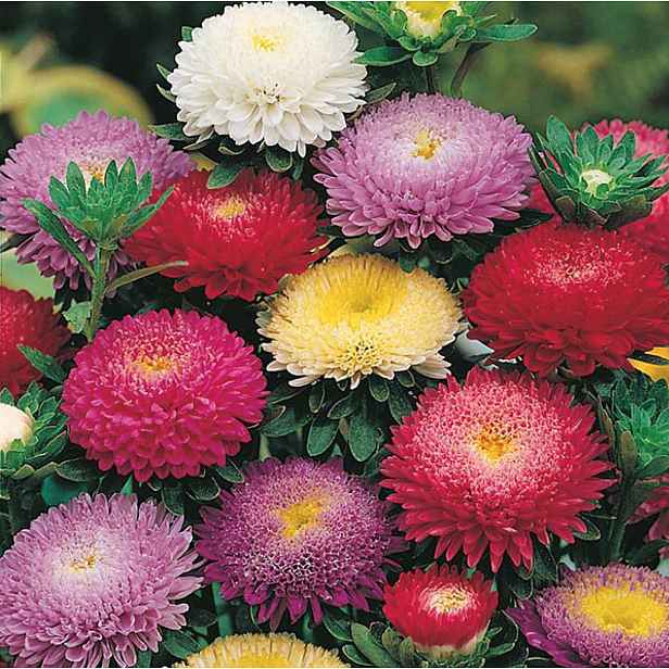 Culina Botanica Astra vysoká pomponkovitá