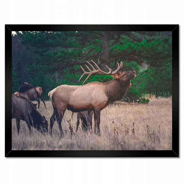 Plakáty v rámu 40x30 Jelen Jelení Les Krajina