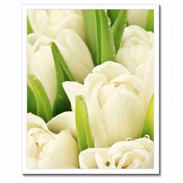 Plakáty v rámu 40x50 Jemné tulipány