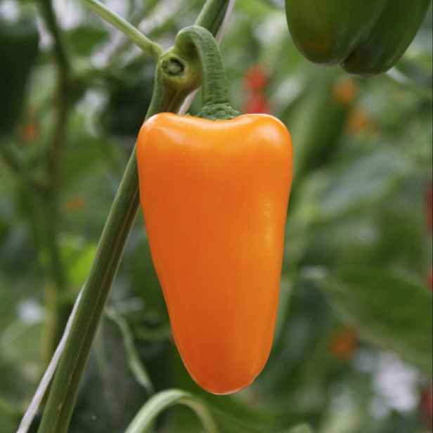 Culina Botanica Paprika zeleninová Vlasta