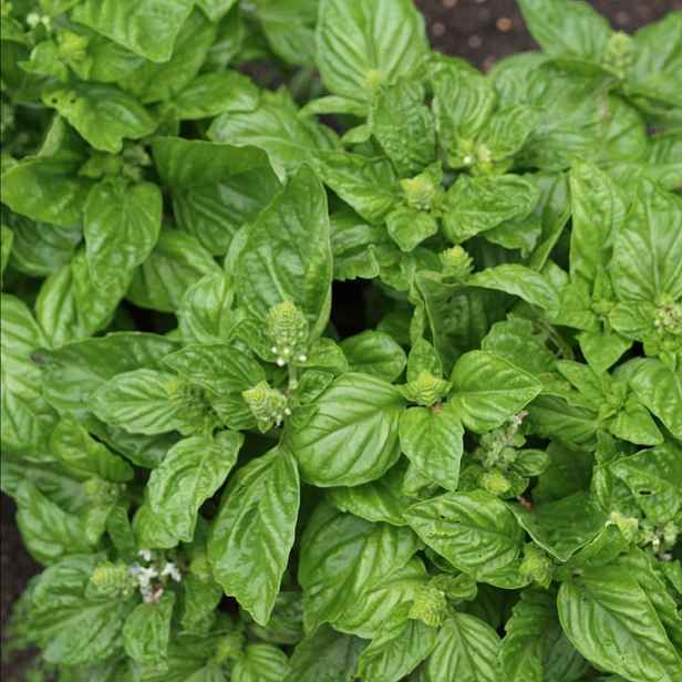 Culina Botanica Bazalka Genovese - Janovská