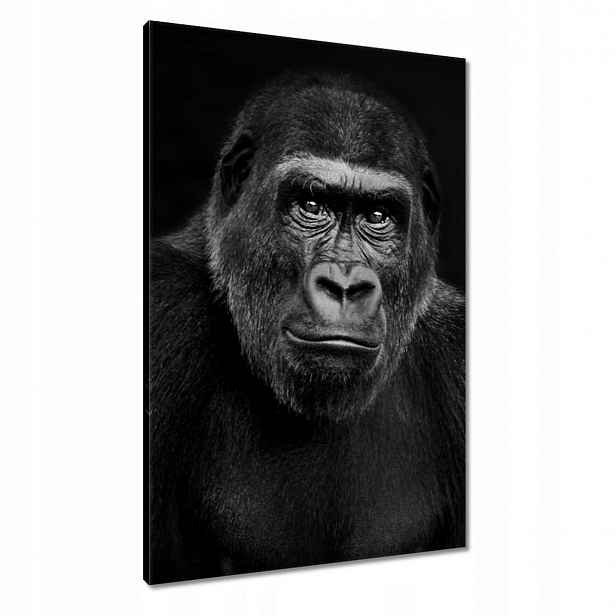 Obrazy 60x90 Černá gorila nížinná