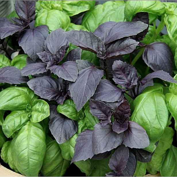 Culina Botanica Bazalka Mix