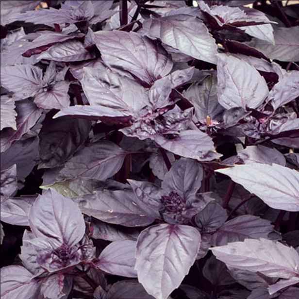 Culina Botanica Bazalka purple Opal