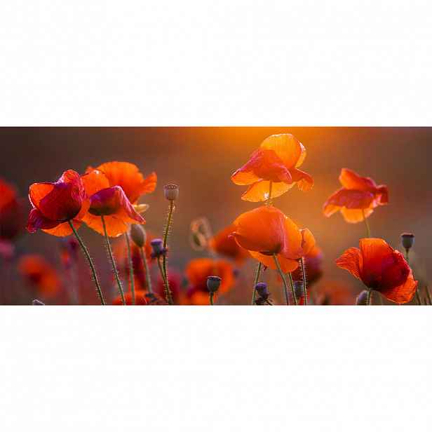 XXXLutz OBRAZ NA SKLE, květiny, 125/50 cm Monee - Skleněné obrazy - 0050900284