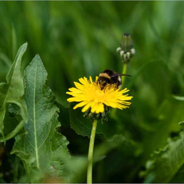 Culina Botanica Pampeliška lékařská