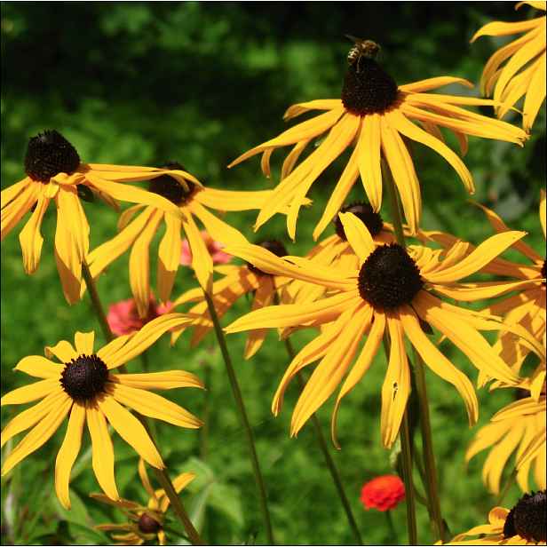 Culina Botanica Třapatka Rudbeckia