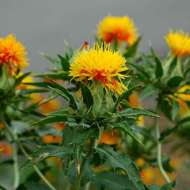Culina Botanica Šafrán k sušení