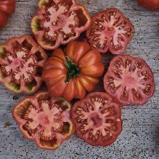 Culina Botanica Rajče Costoluto Florentino