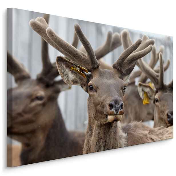 MyBestHome BOX Plátno Stádo Sobů Varianta: 90x60