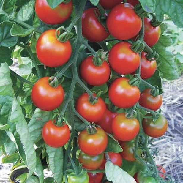 Culina Botanica Rajče Zuckertraube