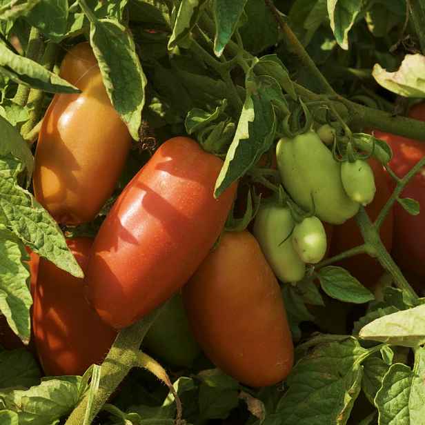 Culina Botanica Rajče San Marzano Nano