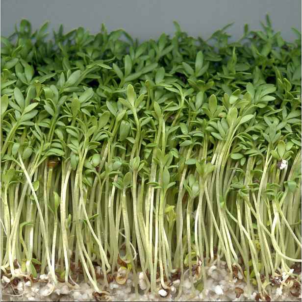 Culina Botanica Řeřicha dánská