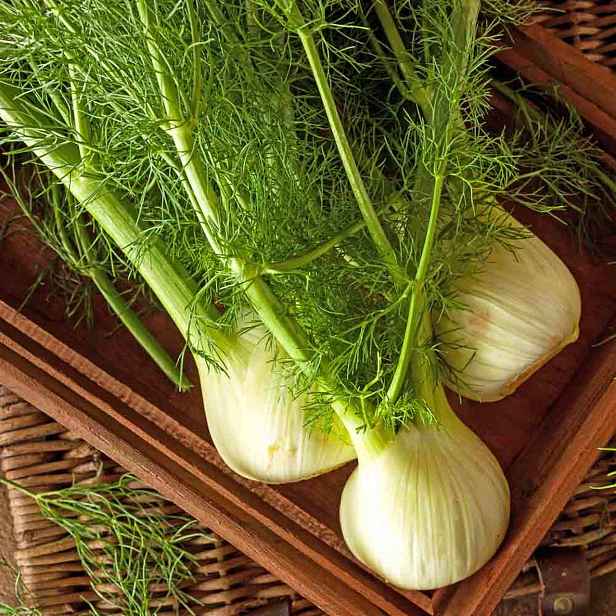 Culina Botanica Fenykl řapíkatý De Florencia