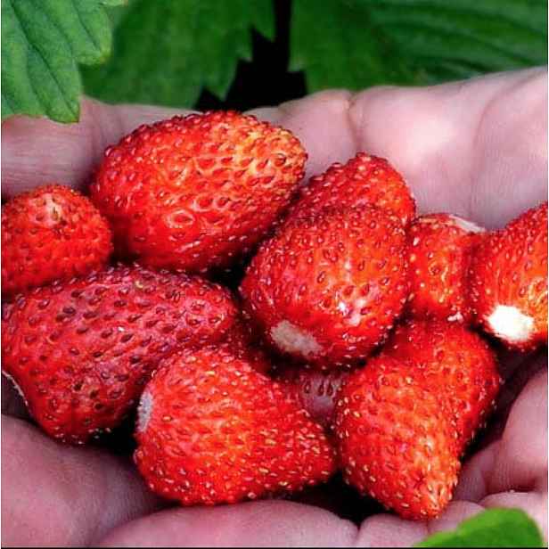 Culina Botanica Jahodník Rujana