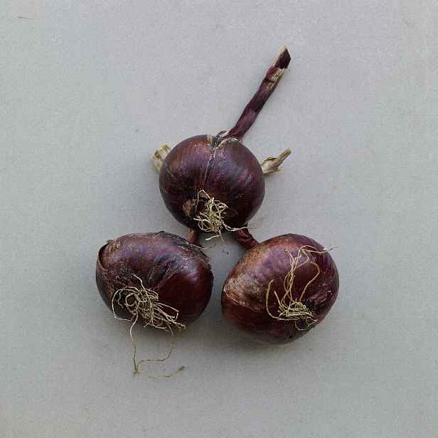 Culina Botanica Cibule Karmen
